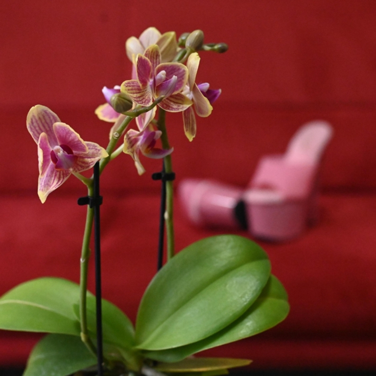 Lollis — 5330 Bad Zurzach